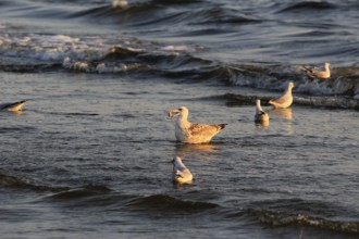 Seagull with shell in the morning light, September, Usedom, Baltic Sea beach, Mecklenburg-Western