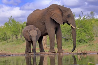 African elephant (Loxodonta africana), juvenile, mother, adult, female, mother with juvenile, at