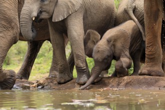 African elephant (Loxodonta africana), young animal, calf, baby elephant, mother, young animal with