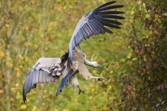 Eurasian griffon vulture (Gyps fulvus) landing on a rock, Bavaria, Germany, Europe