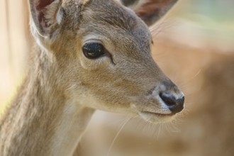 European fallow deer (Dama dama) youngster, portrait, in a forest, Bavaria, Germany, Europe