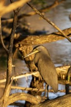 Bare-throated tiger heron (Tigrisoma mexicanum), Corcovado National Park, Osa, Puntarena Province,