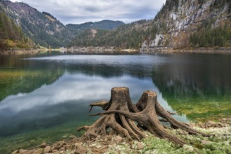 The Vordere Gosausee in autumn with a view of the Gasthof Gosausee. Two uprooted tree stumps in the