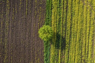Aerial view of a tree in a corn field, field, agriculture, Alpine foothills, Upper Bavaria,