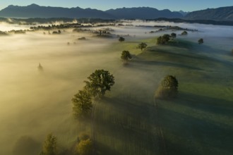 Aerial view of trees (oaks) and meadows in the morning light, mountain landscape, autumn, fog,