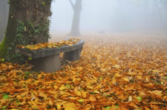 Beautiful Old Stone Bench with Autumn Leaves in a Foggy Day in Ascona, Ticino, Switzerland, Europe