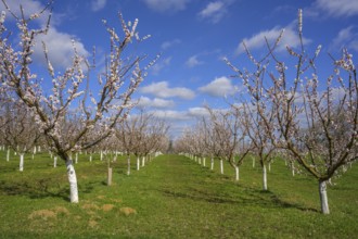 Blooming apricot trees, Paudorf, Lower Austria, Austria, Europe