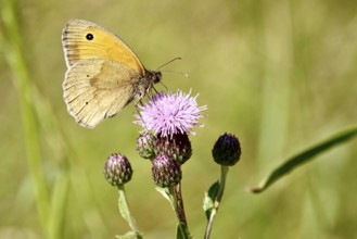 Ox-eye (butterfly), June, Saxony, Germany, Europe