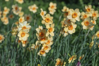 Flowering daffodils (Narcissus pseudonarcissus.), North Rhine-Westphalia, Germany, Europe