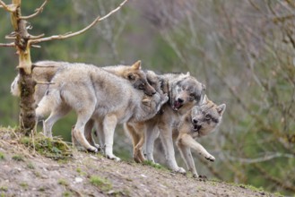 A pack of grey wolves (Canis lupus lupus) playing on a hill and showing social behaviour