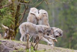 A pack of grey wolves (Canis lupus lupus) playing on a hill and showing social behaviour
