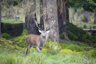 Red deer (Cervus elaphus) Rutting behaviour captive Germany
