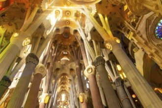 Sunlight streams through stained glass windows, illuminating the colorful, tree like columns and