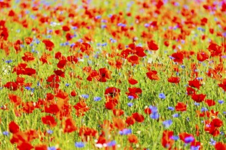 Corn poppy (Papaver rhoeas) and cornflower (Centaurea cyanus) in bloom in a meadow, Saxon