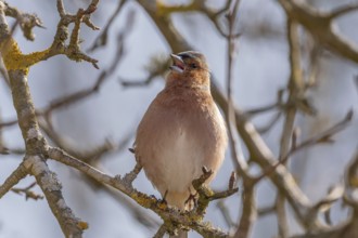Eurasian Chaffinch Male (Fringilla coelebs) on branch. Lower Rhine, Alsace, France, Europe