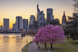 The trees on the banks of the Main in Frankfurt are in full bloom in spring in front of the bank