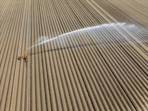 Artificial irrigation of a potato field in April, with a sprinkler system, long drought in spring
