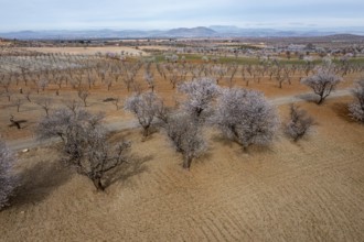 Aerial view, blossoming almond trees, plantation, Andalusia, Spain, Europe