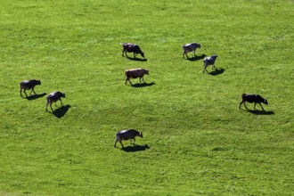 Cows in the pasture, near Oberstdorf, Oberallgäu, Allgäu, Bavaria, Germany, Europe