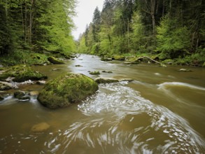 Moss-covered stones on the river Sihl, Sihlsprung, Menzingen, Canton Zug, Switzerland, Europe