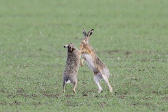 European hare (Lepus europaeus) mating season, so-called gathering time, hares fighting with each