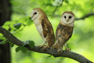 Barn owl (Tyto alba), adult, pair, vigilant, on tree, in summer, Šumava, Czech Republic, Europe