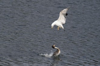 Mediterranean gull (Larus michahellis) attacking a great crested grebe (Podiceps cristatus), Hesse,