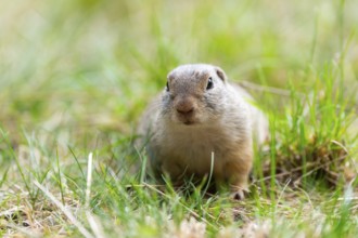 European ground squirrel (Spermophilus citellus) on a meadwo, Bavaria, Germany, Europe
