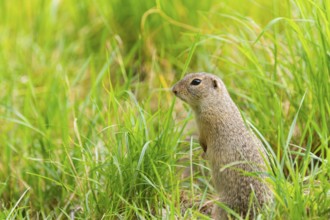 European ground squirrel (Spermophilus citellus) on a meadwo, Bavaria, Germany, Europe