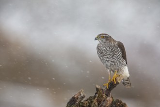 Goshawk (Accipiter gentilis) Germany