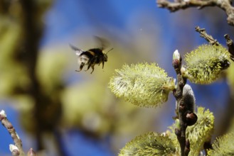 Willow catkins, Baltic Sea beach, Hummel, Mecklenburg-Western Pomerania, Germany, Europe