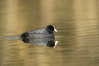 Eurasian Coot (Fulica atra), Vulkaneifel, Rhineland-Palatinate, Germany, Europe