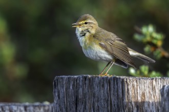 Willow warbler (Phylloscopus trochilus, Motacilla trochilus) calling from wooden fence post in