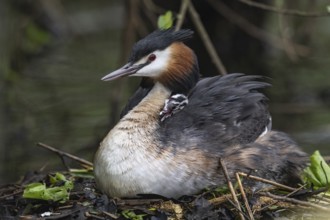 Great Crested Grebe (Podiceps Scalloped ribbonfish) with juveniles), Emsland, Lower Saxony,