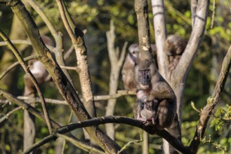 An adult female mandrill (Mandrillus leucophaeus) sits with her baby high up in a tree. A green