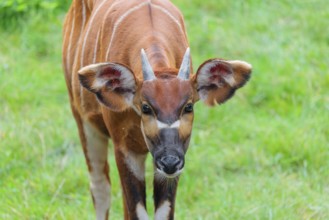 Portrait of an Eastern Bongo (Tragelaphus eurycerus isaaci)