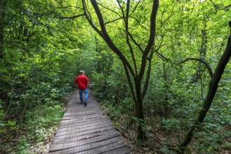 Bohlenweg, in the Sababurg primeval forest, or also primeval forest in the Reinhardswald, is a