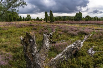 Flowering heath, broom heather and juniper bushes, near Wilseder Berg, near the village of Wilsede,