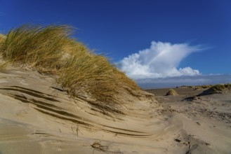 Dune landscape, sand dunes, dune grass in the west of Borkum, island, East Frisia, winter, season,