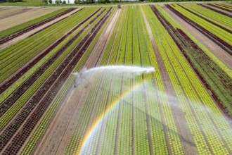 A field is artificially irrigated, water is sprayed onto the field via an irrigation system, field