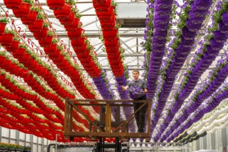 Horticultural business, flower pots, so-called petunia ampel, grow in a greenhouse, under the glass