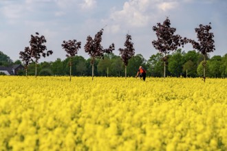 The avenue cycle path between Xanten and Marienbaum, Kalkar, on the Lower Rhine, former railway