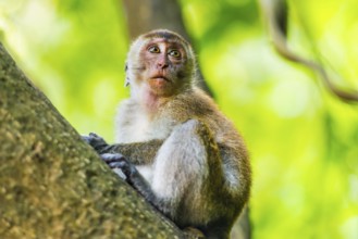 Free-living macaque monkeys (Macaca), at Railay beach, monkey, animal, mammal, wildlife,