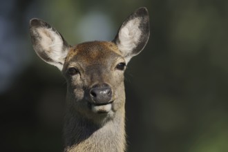 Manchurian sika deer (Cervus nippon hortulorum), female, portrait, captive, Germany, Europe