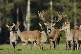 Red deer (Cervus elaphus), roaring stag and hinds in the rutting season, North Rhine-Westphalia,