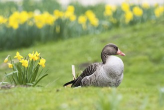 Greylag goose (Anser anser) resting on green grass in front of a field of yellow daffodils, Hesse,