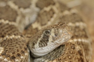 Texas rattlesnake or western diamondback rattlesnake (Crotalus atrox), captive, occurring in North