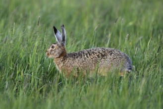 European hare (Lepus europaeus), standing in tall grass, Lake Neusiedl National Park, Seewinkel,
