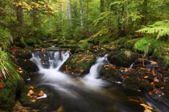 Stream in autumn, Kleine Ohe, Bavarian Forest National Park, Bavaria, Germany, Europe