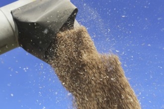 Grain harvest with combine harvester, the grain is unloaded